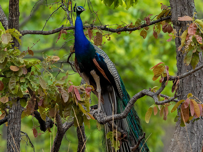 A dancing peacock in the forest